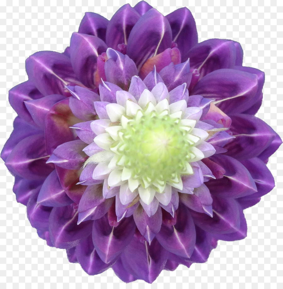 Fleur Violette，Fleurir PNG