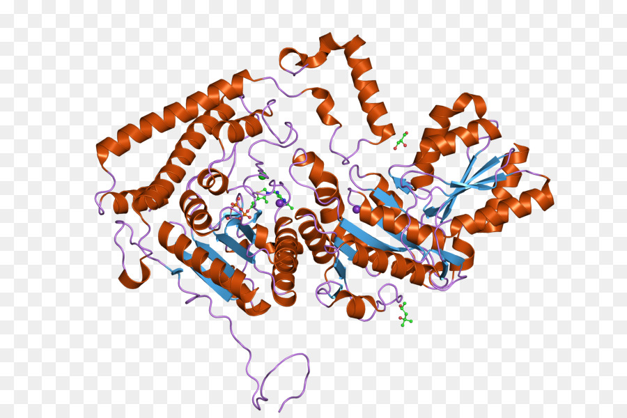 Branchedchain Alphaketo Acide Déshydrogénase Complexe，Oxoglutarate Déshydrogénase Complexe PNG