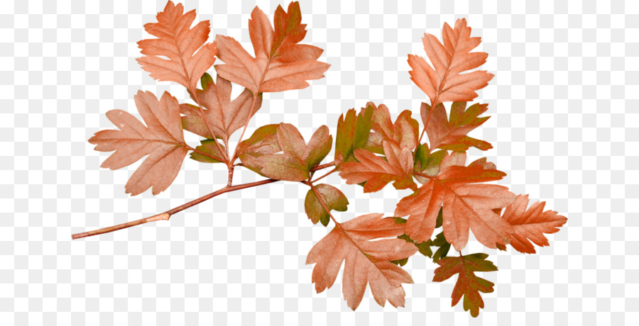 Feuille，Branche PNG