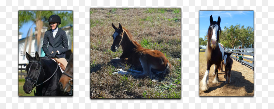 Mustang，De Race PNG