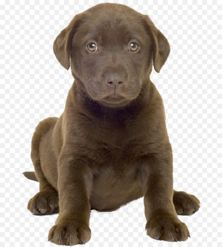 Chiot，Chien PNG