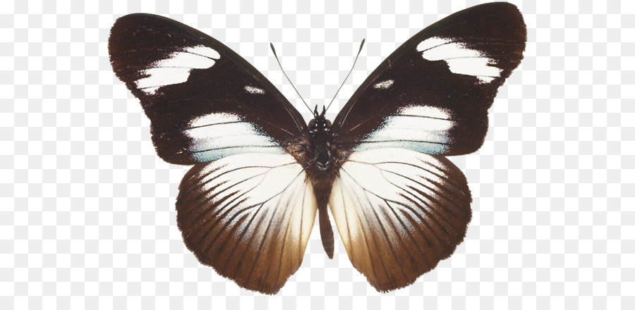Nymphalidae，Pieridae PNG