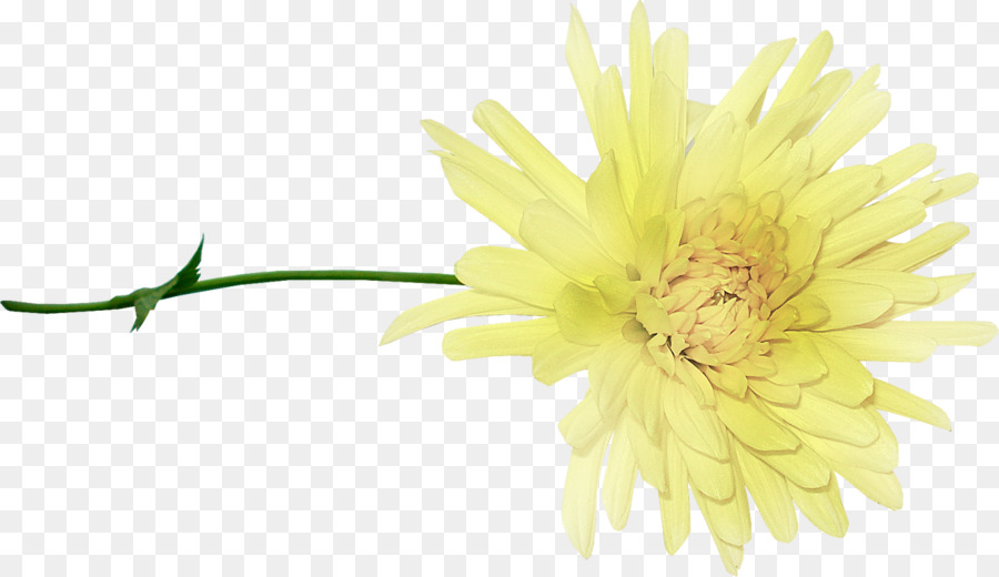 Albom，Chrysanthème PNG