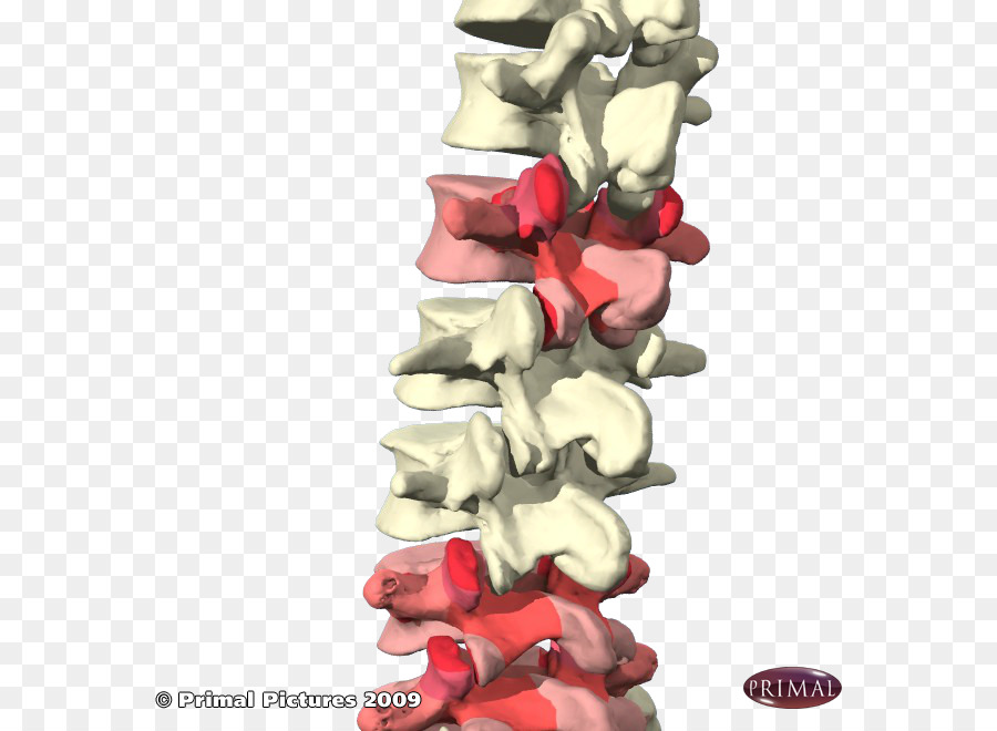 Colonne Vertébrale，Vertèbres PNG