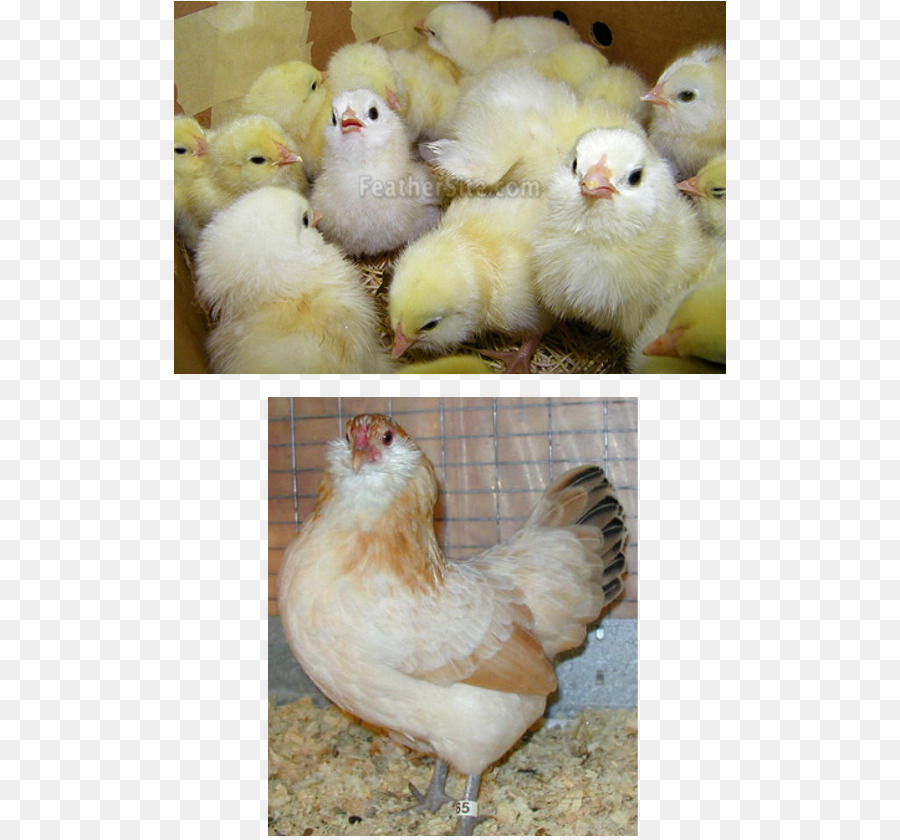 Poulets，Poussins PNG