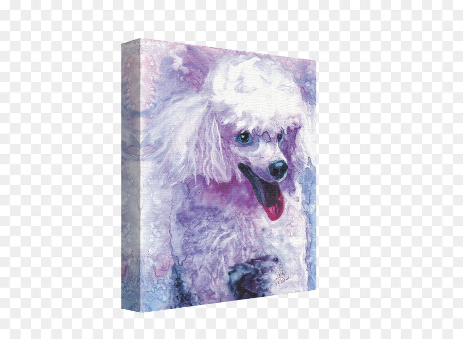 Caniche Miniature，Caniche PNG