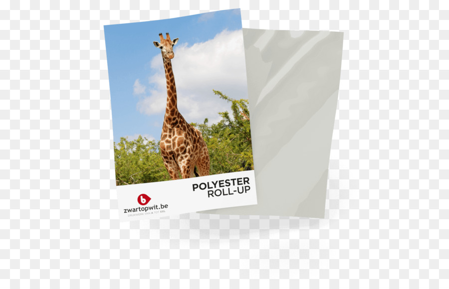 Zwartopwitbeprint Impression，Girafe PNG