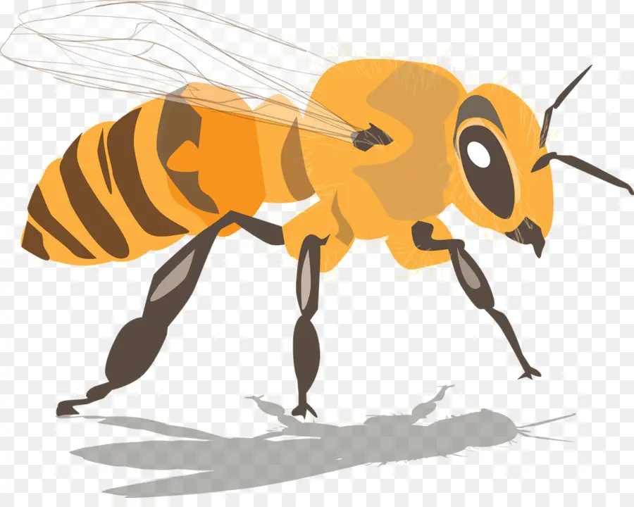 Abeille，Ailes PNG