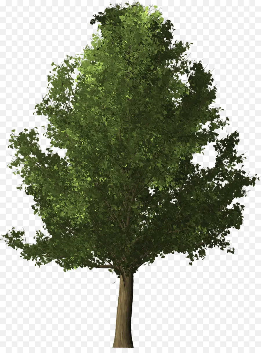 Arbre，Feuilles PNG