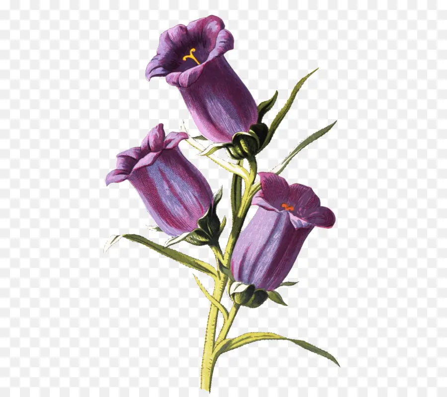 Fleurs Violettes，En Forme De Cloche PNG