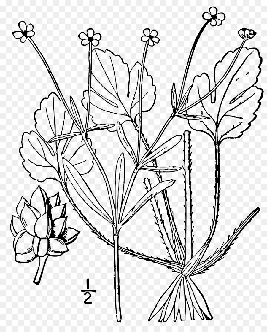 La Renoncule，Ranunculus Micranthus PNG