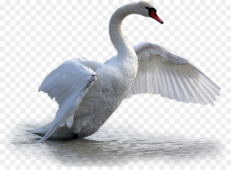 Cygne，Blanc PNG