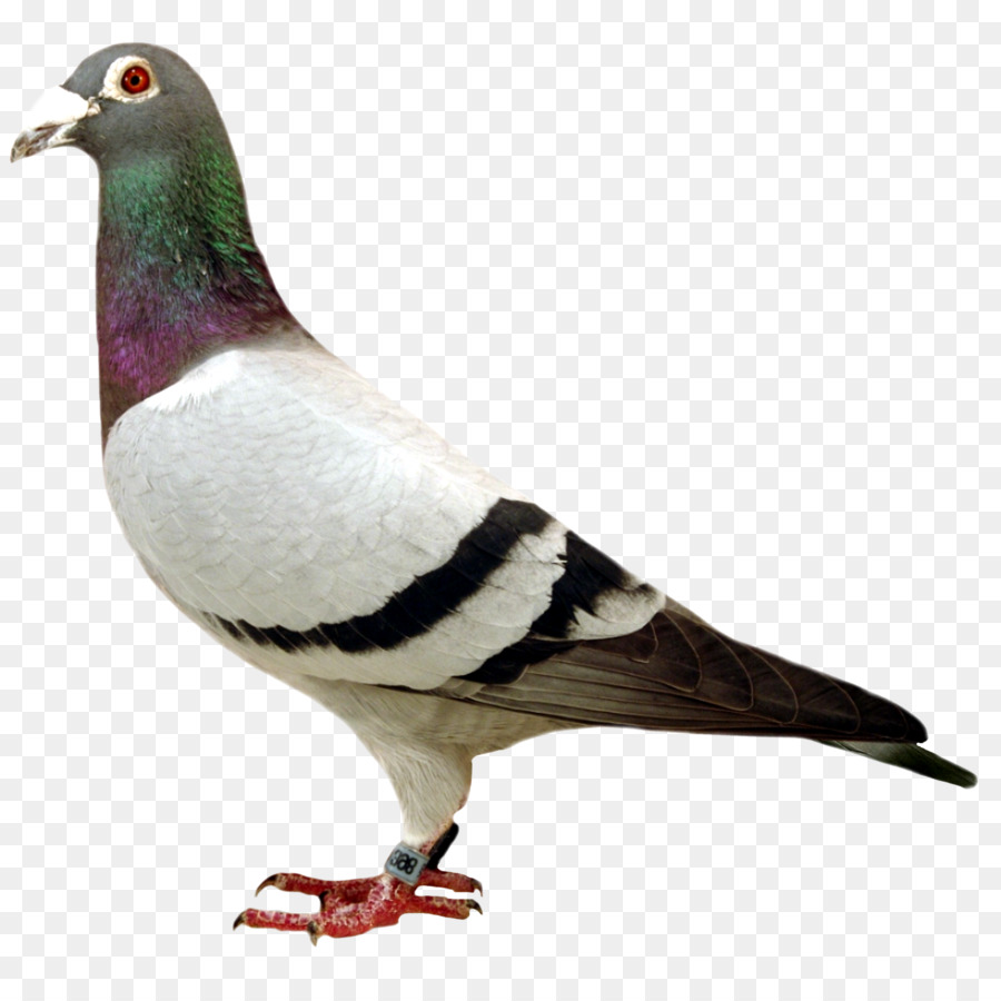 Columbidae，Pigeon Colombin PNG