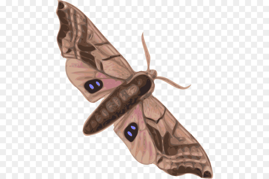 Papillon De L'atlas，Ailes PNG