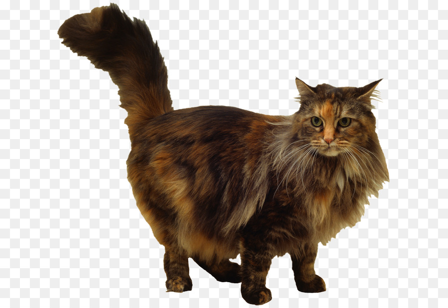 Chat Orange，Animal De Compagnie PNG