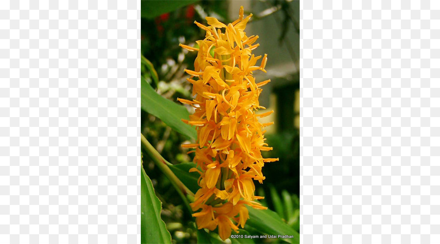 Hedychium Gardnerianum，Zingiberaceae PNG