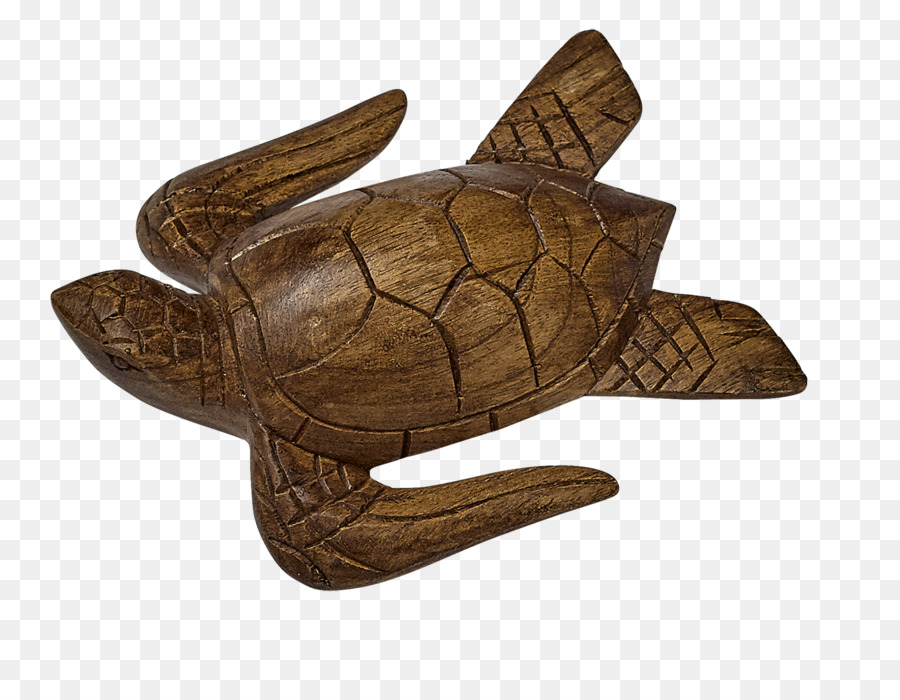 Bois，Coquillage PNG
