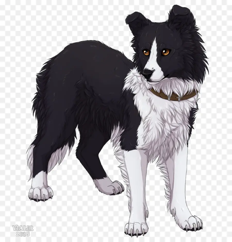 Chien Noir Et Blanc，Animal De Compagnie PNG