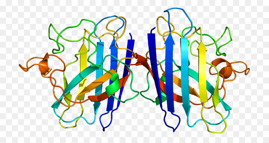 Structure Des Protéines，Molécule PNG