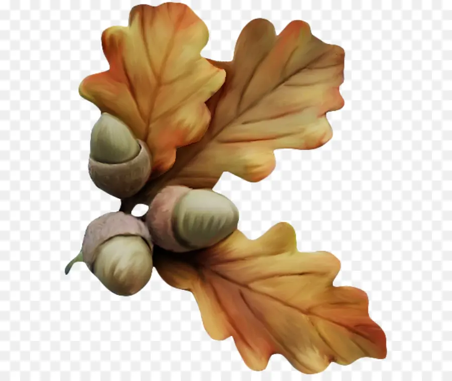 Glands Et Feuilles，Feuilles PNG