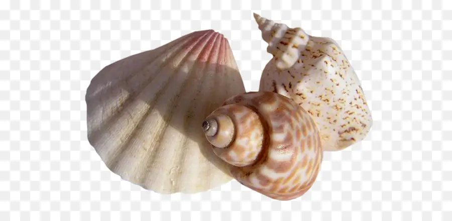 Mollusque à Coquille，Coquillage PNG