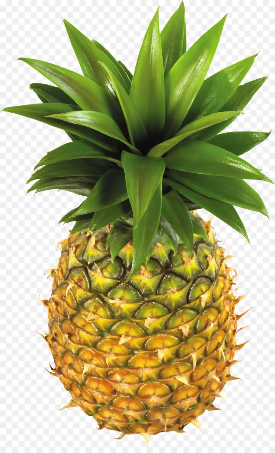 Ananas，Tropical PNG