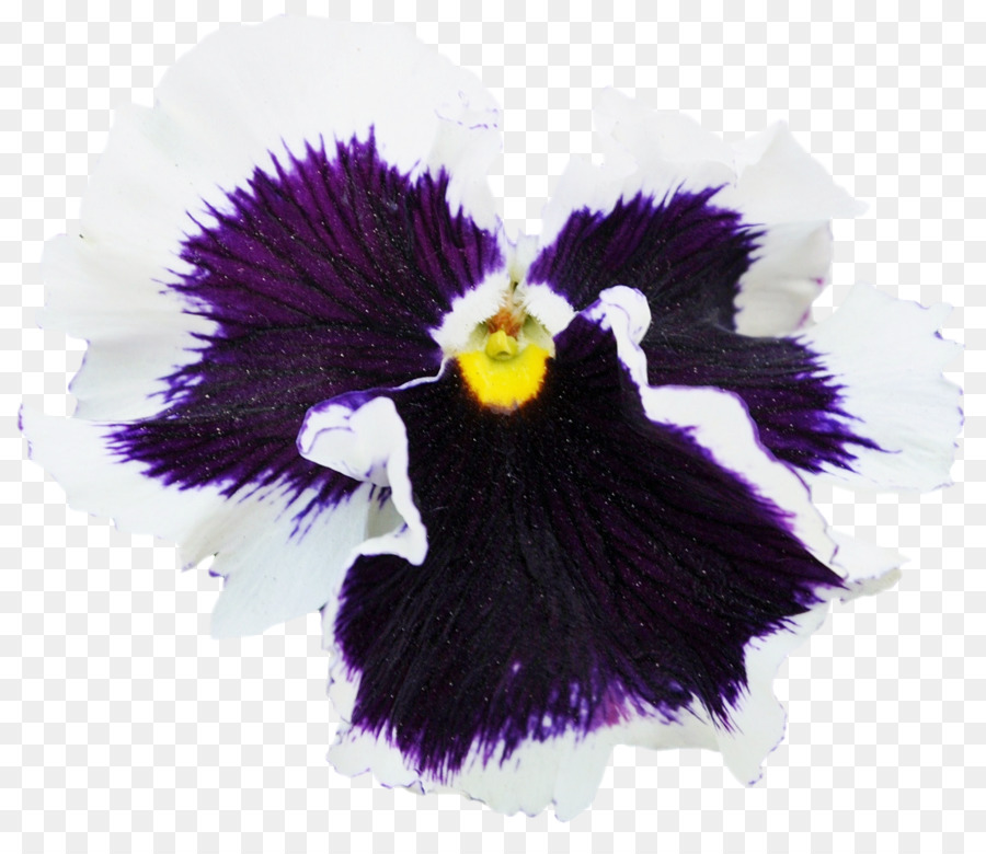 Pensée，Violet PNG