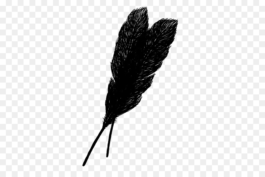 Plume，Noir PNG