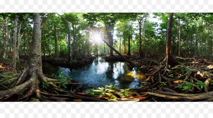 Forêt，Arbres PNG