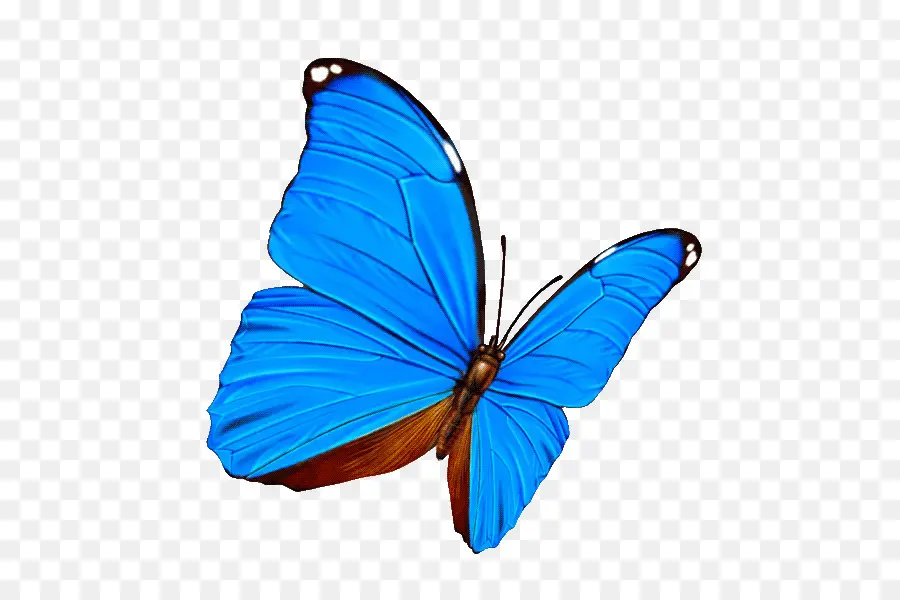 Papillon Bleu，Insecte PNG