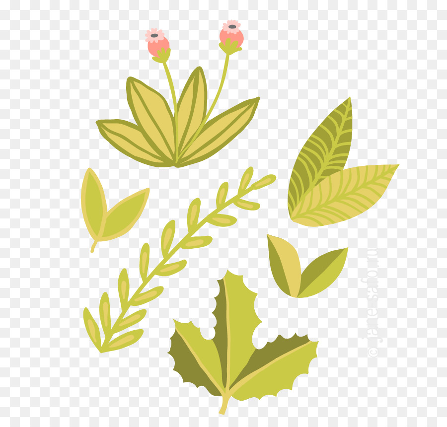 Feuille，Regardez Les Feuilles PNG