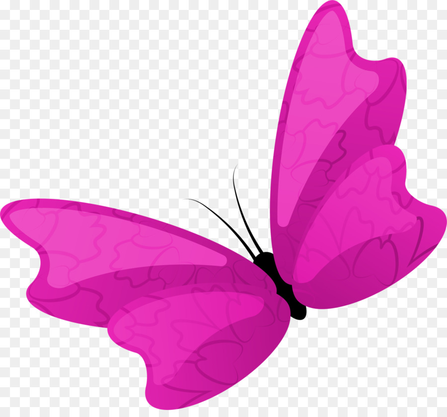 Papillon，Ailes PNG