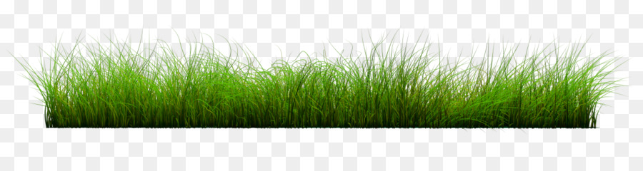 Herbe，Pelouse PNG