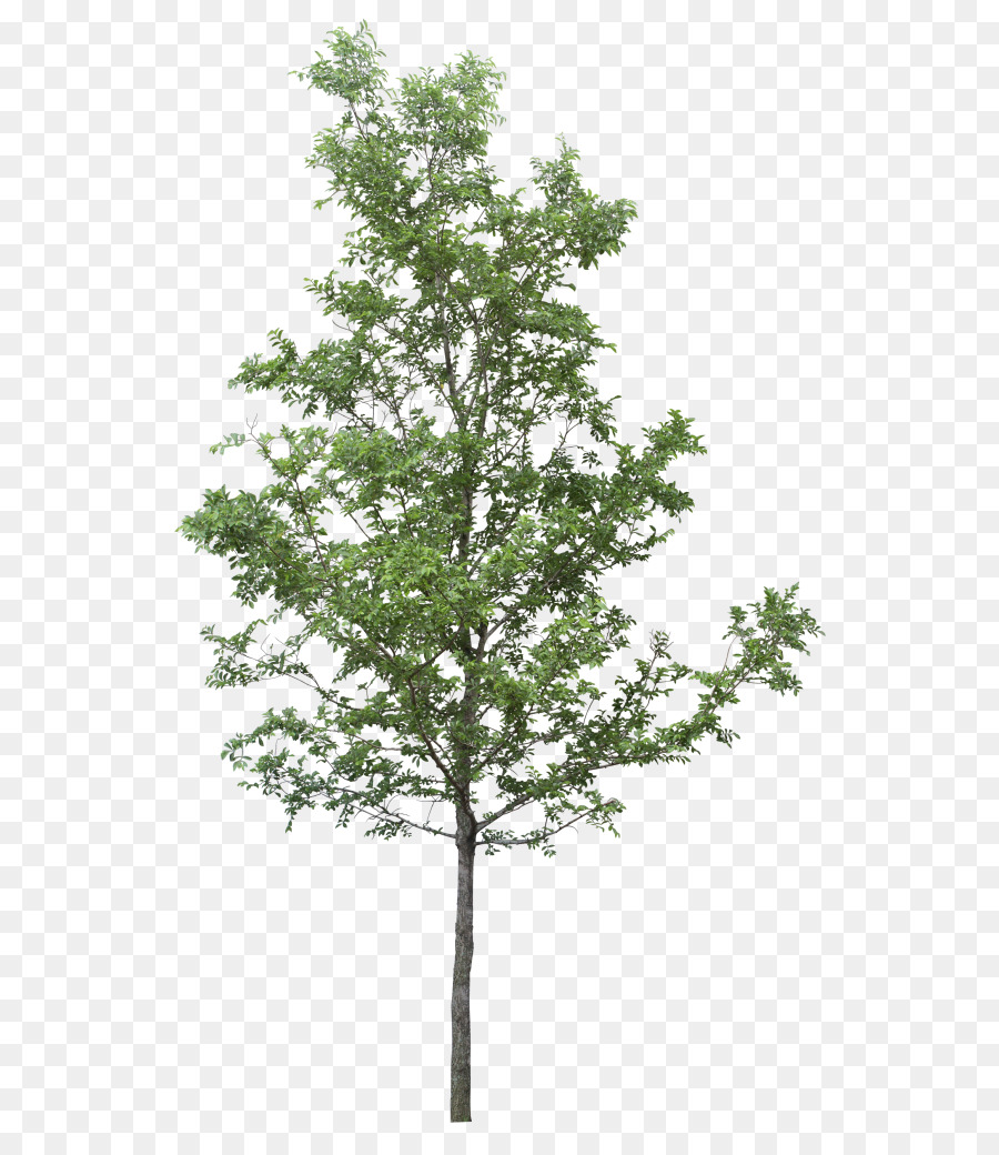 Arbre En Pot，Usine PNG