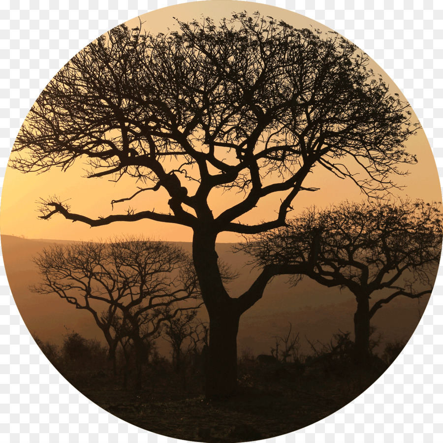 Arbre，Silhouette PNG