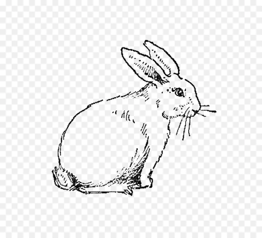 Aperçu Du Lapin，Lapin PNG