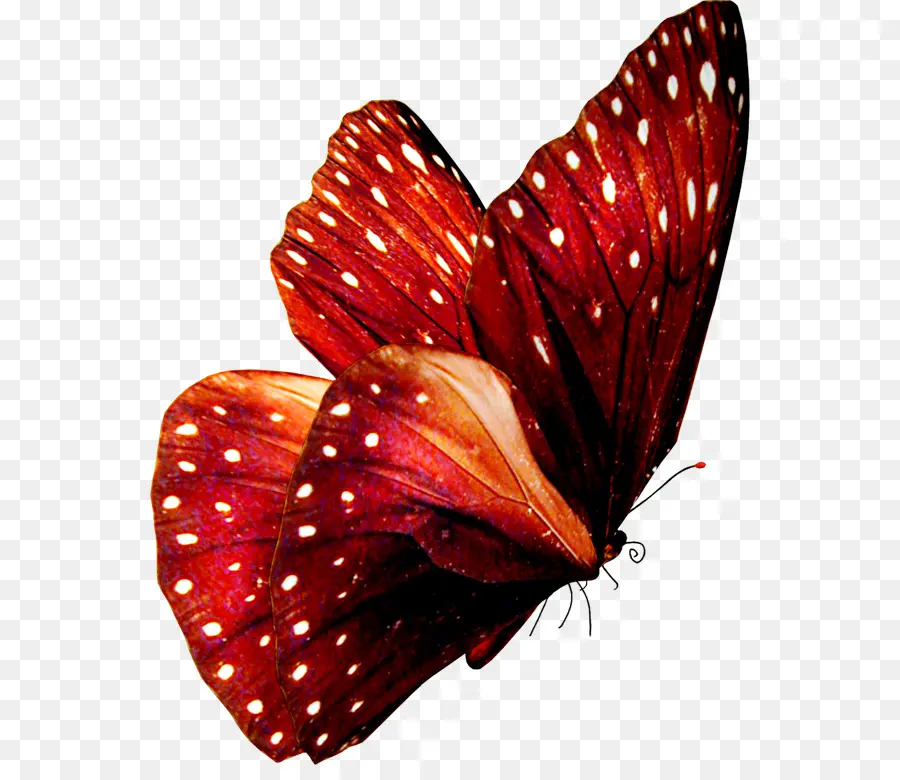 Papillon，Ailes PNG