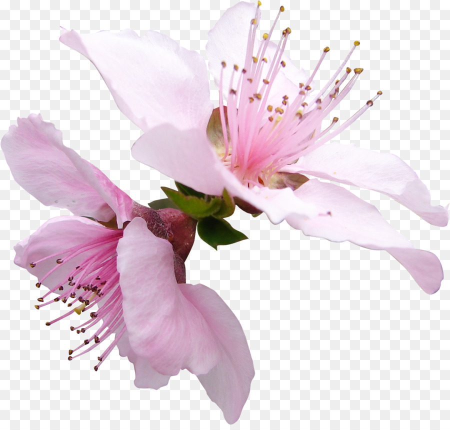 Fleur Rose，Floraison PNG