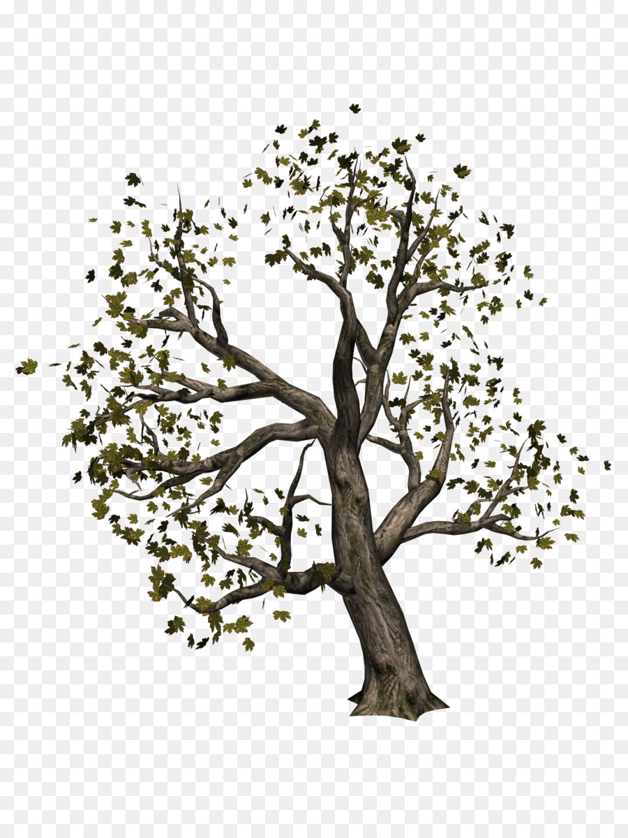 Arbre，Rare PNG