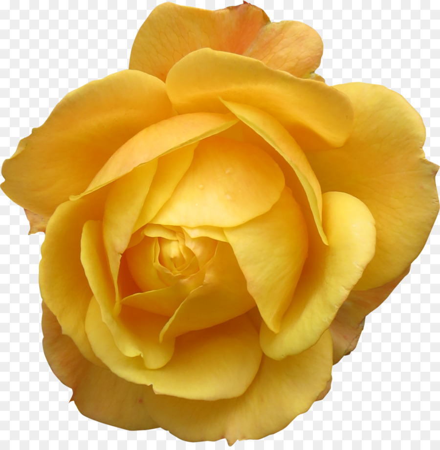 Rose Jaune，Pétales PNG