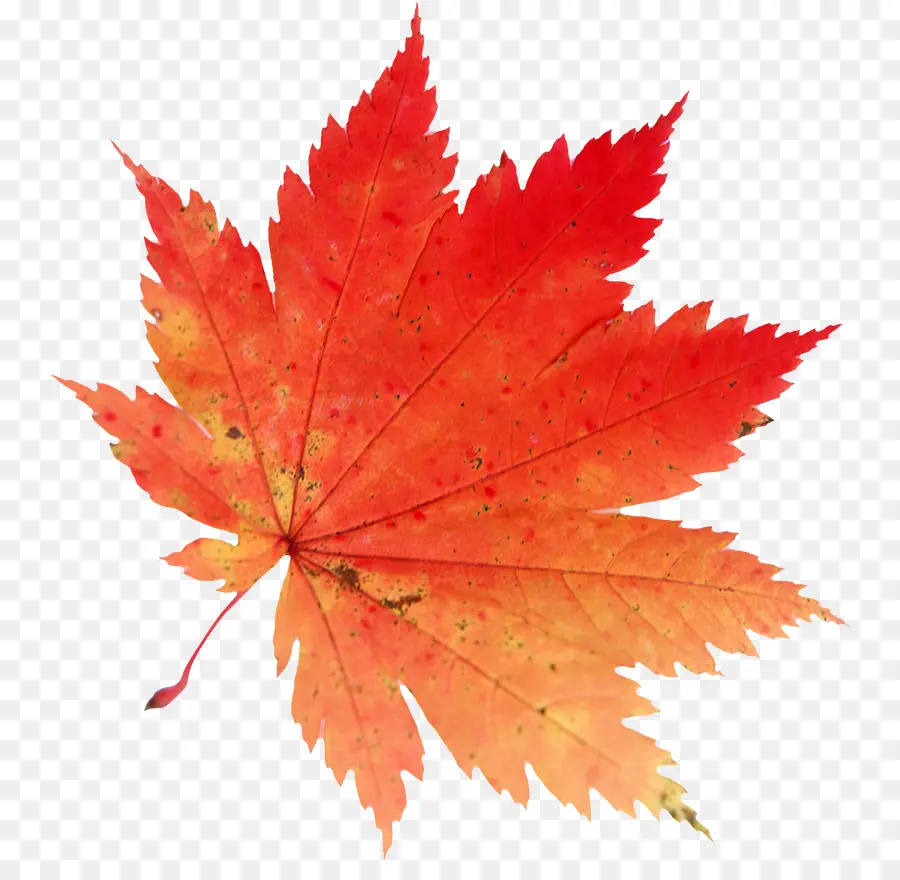 Feuilles D'automne，Automne PNG