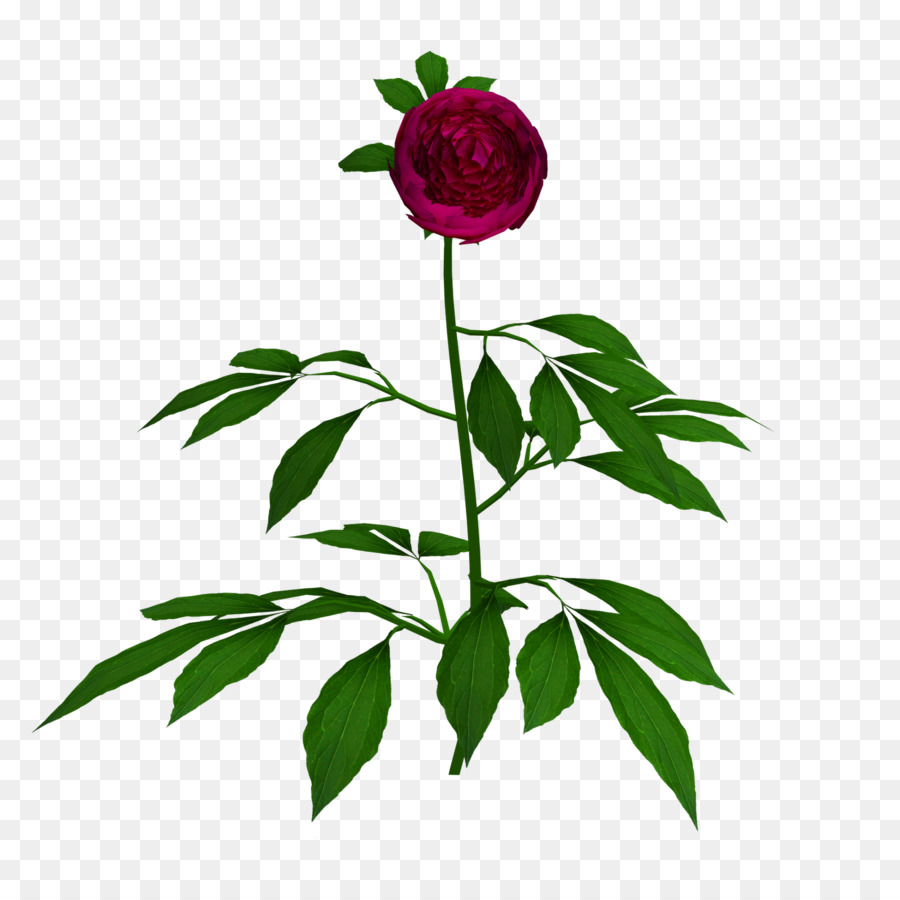 Rose Rose，Floraison PNG