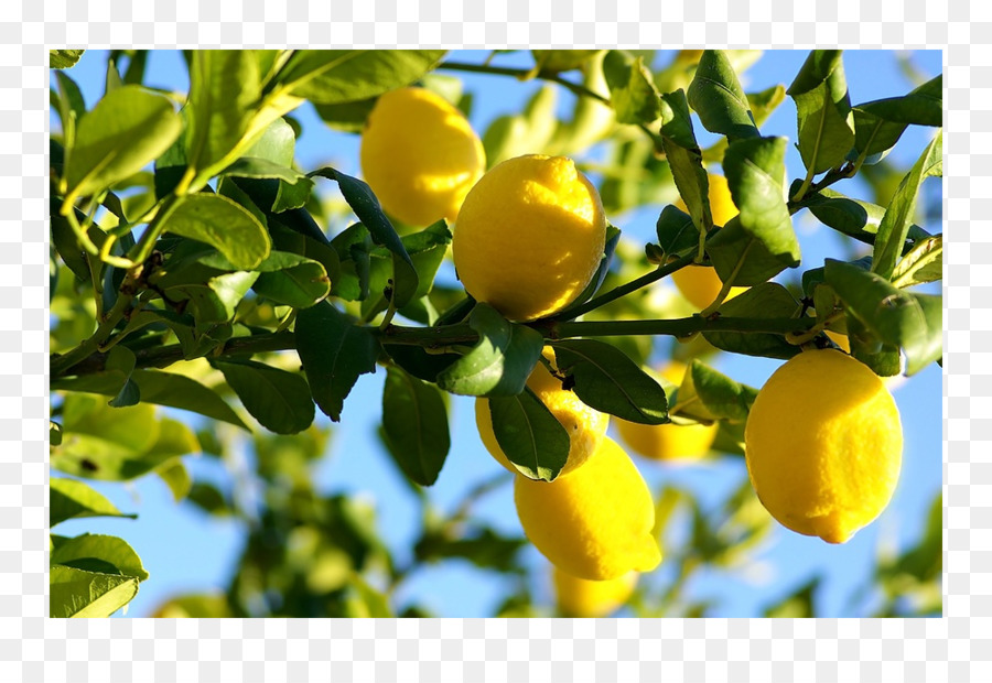 Citron，La Nourriture PNG