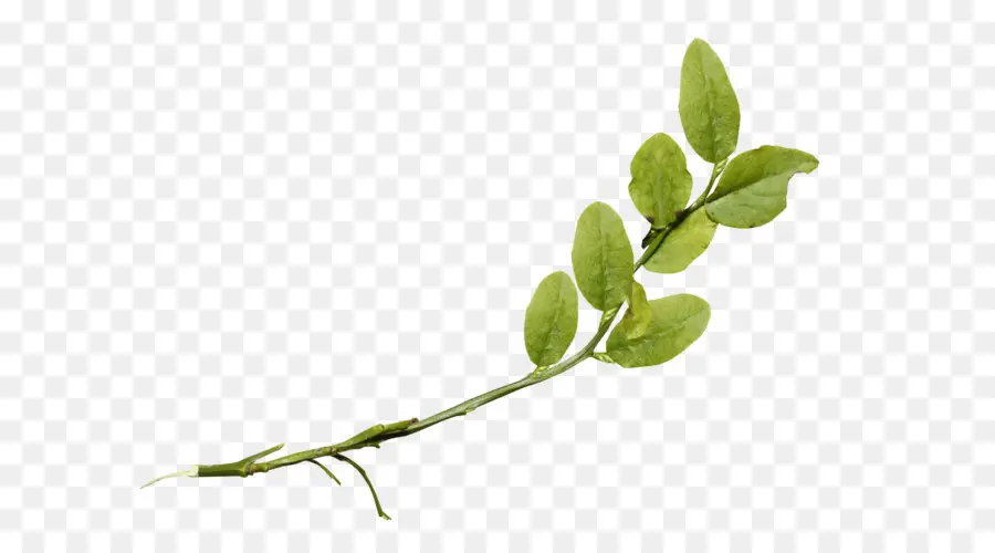 Vigne Verte，Feuilles PNG