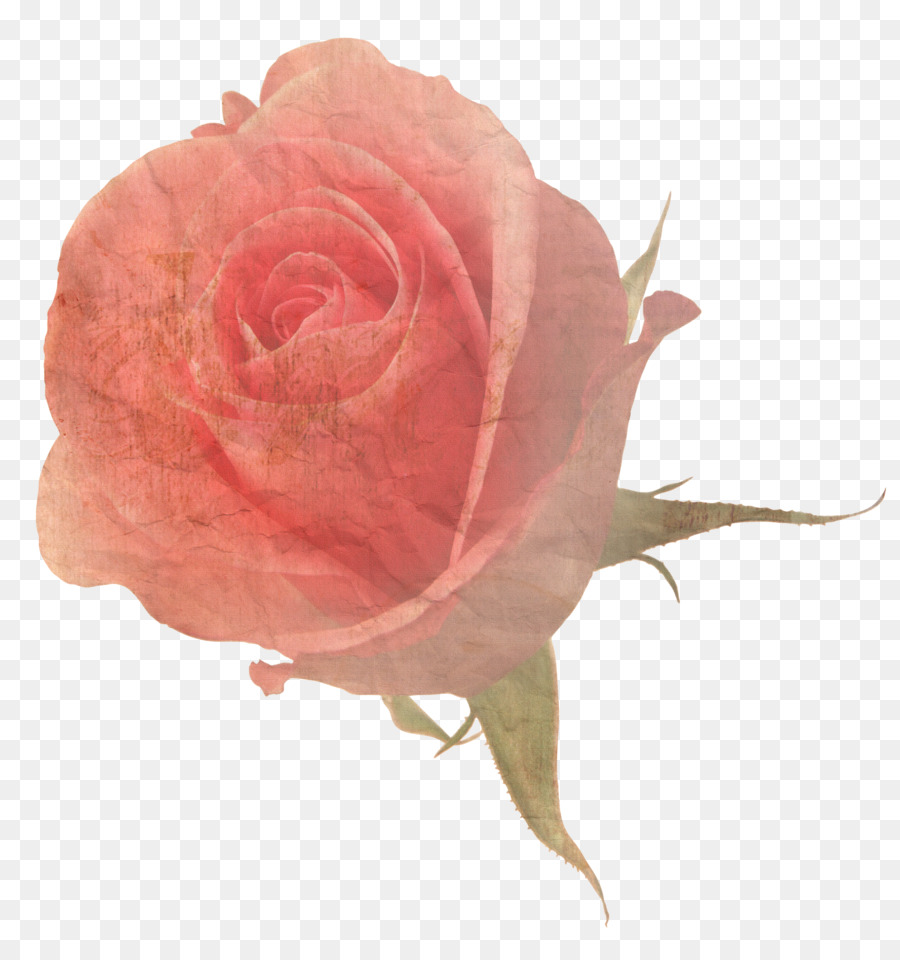 Rose Rouge，Floraison PNG