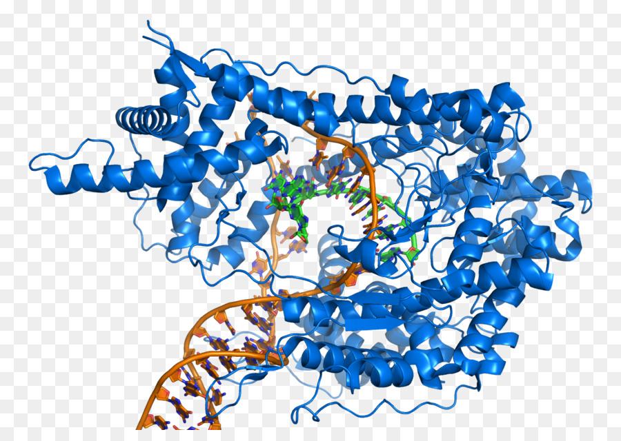 Structure Des Protéines，Molécule PNG