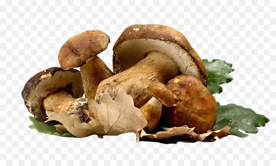 Champignons，Comestible PNG