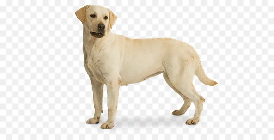 Le Labrador Retriever，Berger Allemand PNG