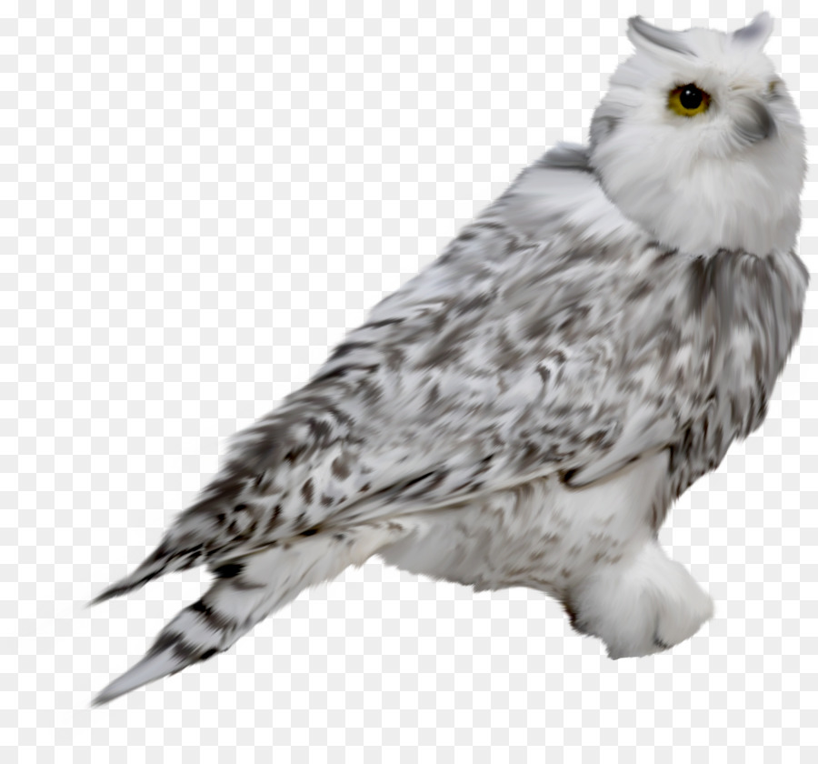 Hibou，Harfang Des Neiges PNG