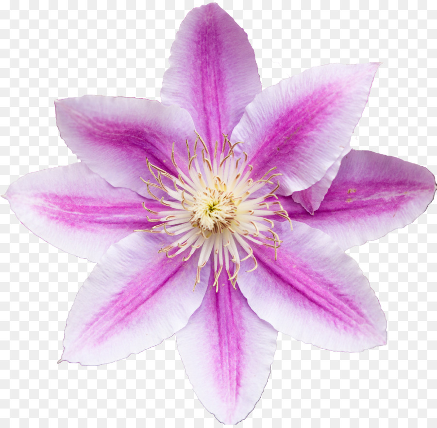 Fleur Rose，Fleurir PNG